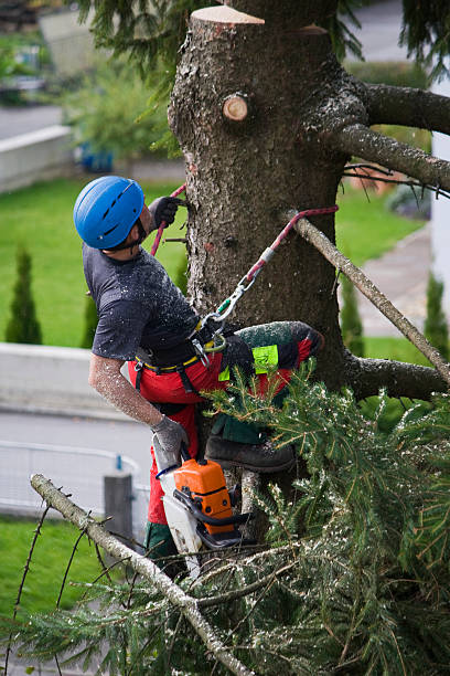 How Our Tree Care Process Works  in  East Newark, NJ